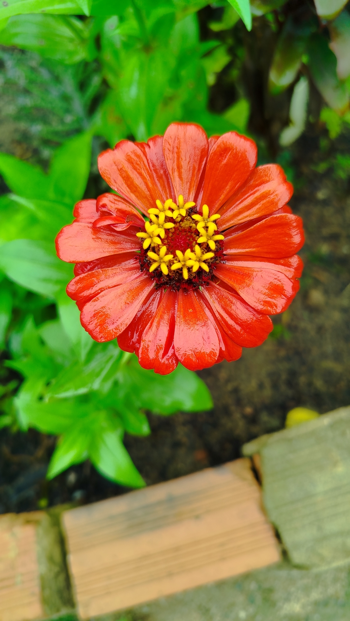 Zinnia elegans