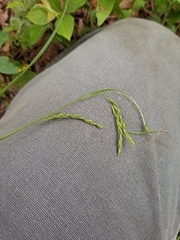 Carex debilis rudgei