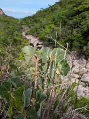 Begonia grisea, photograph Zac Peterson, CC BY, iNaturalist via GBIF