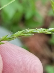 Carex debilis rudgei