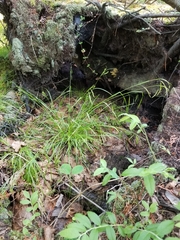 Carex debilis rudgei