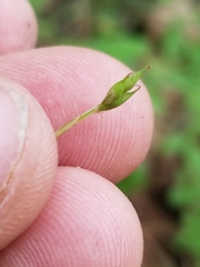 Carex debilis rudgei