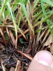Carex debilis rudgei