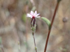 Lessingia arachnoidea