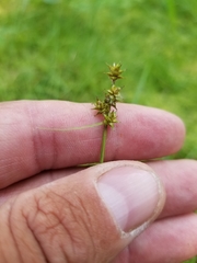 Carex wiegandii