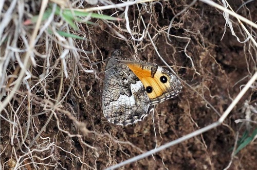 Eastern Grayling