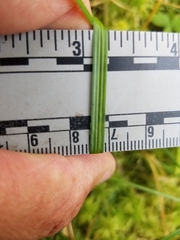 Carex wiegandii