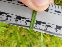 Carex wiegandii
