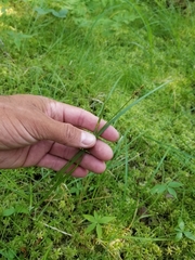 Carex wiegandii