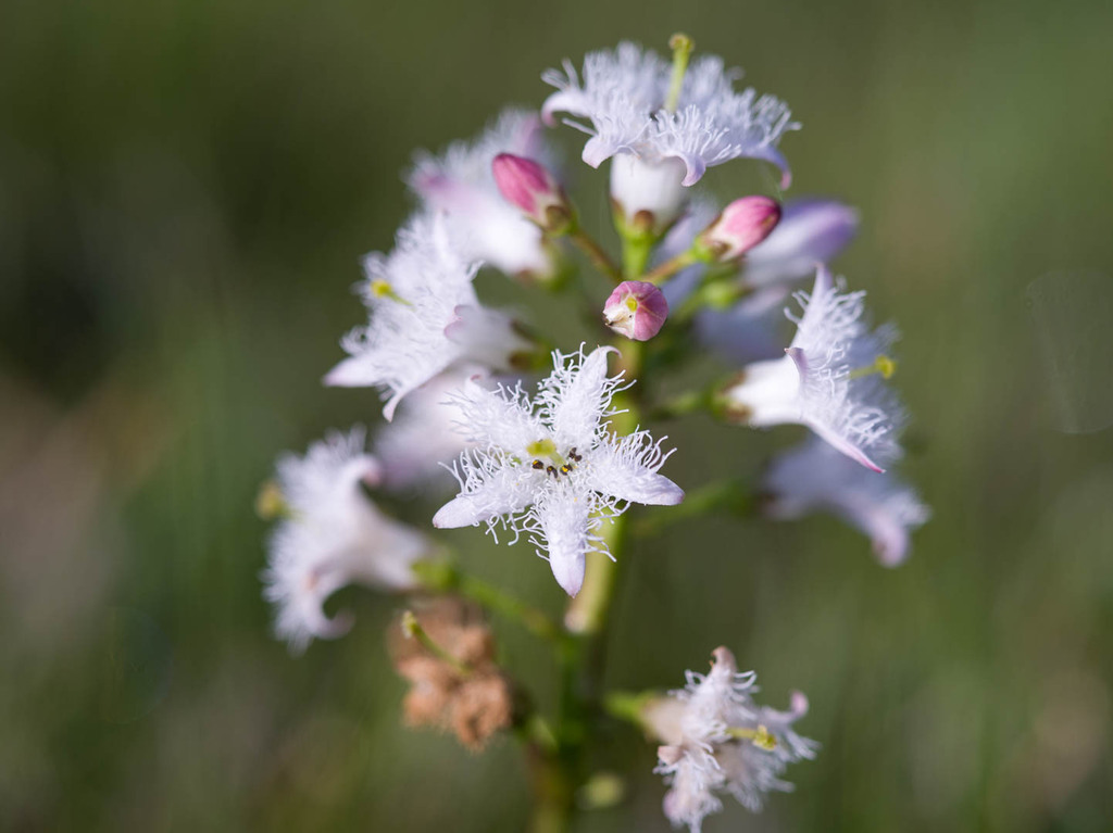 Bogbean