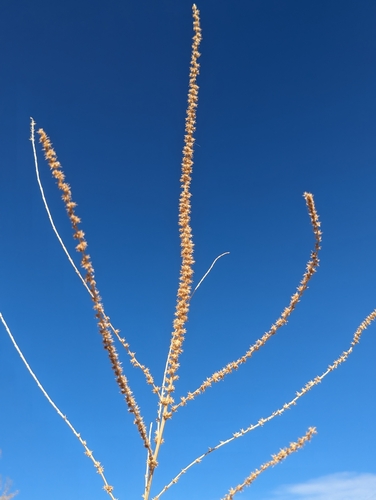 Foto de Caruru-de-mancha