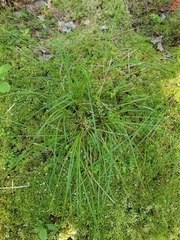 Carex wiegandii