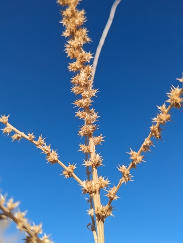 Foto de Caruru-de-mancha