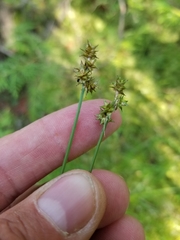 Carex wiegandii