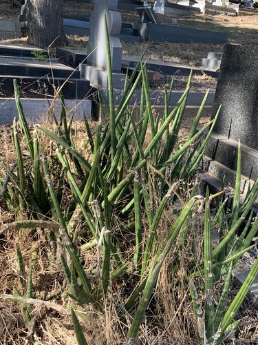 Sansevieria cylindrica 'Patula'