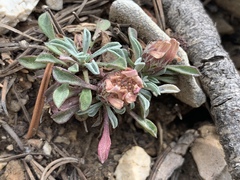 Townsendia jonesii tumulosa