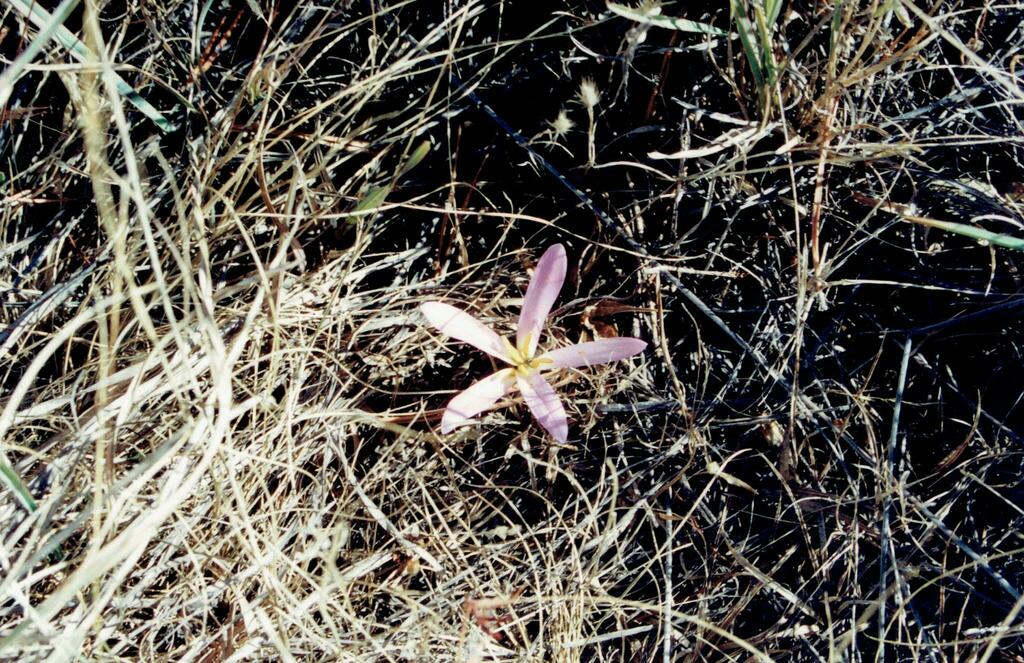 Colchicum montanum, 5320 Montouto, Portugal