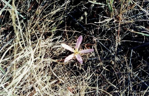 Colchicum montanum