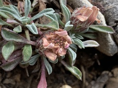 Townsendia jonesii tumulosa