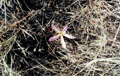 Colchicum montanum