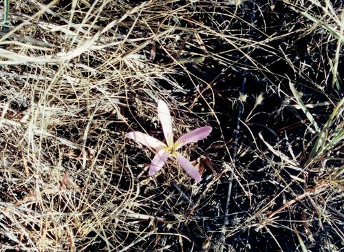 Colchicum montanum