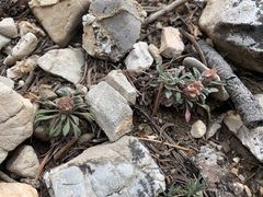 Townsendia jonesii tumulosa