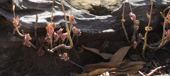 Kalanchoe rotundifolia