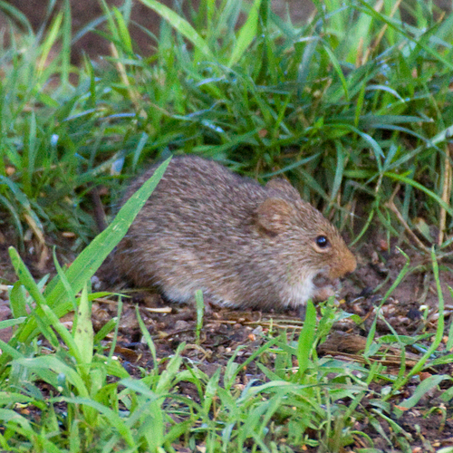 Yellow-nosed Cotton Rat