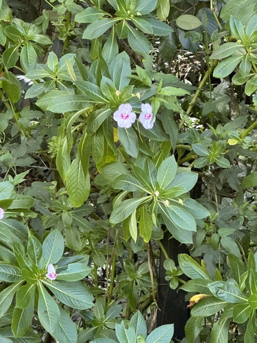 Foto de Maria-sem-vergonha