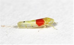 Eratoneura osborni