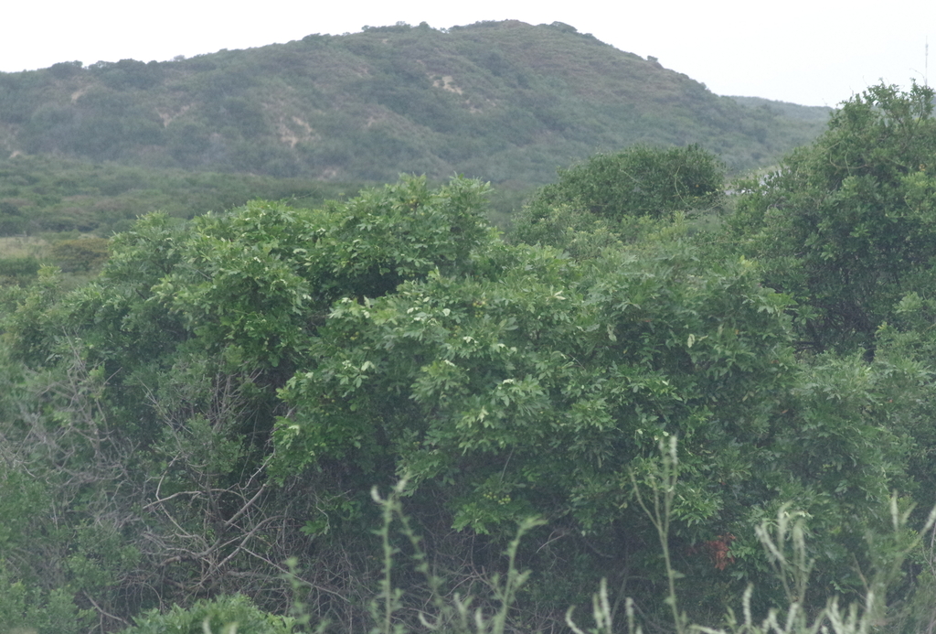 Foto de Cabo-verde