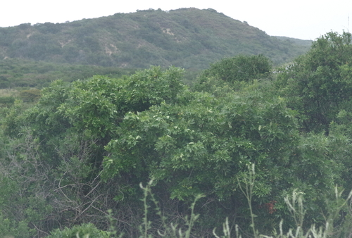Cabo-verde