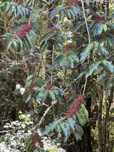 Foto de Urtiga-branca