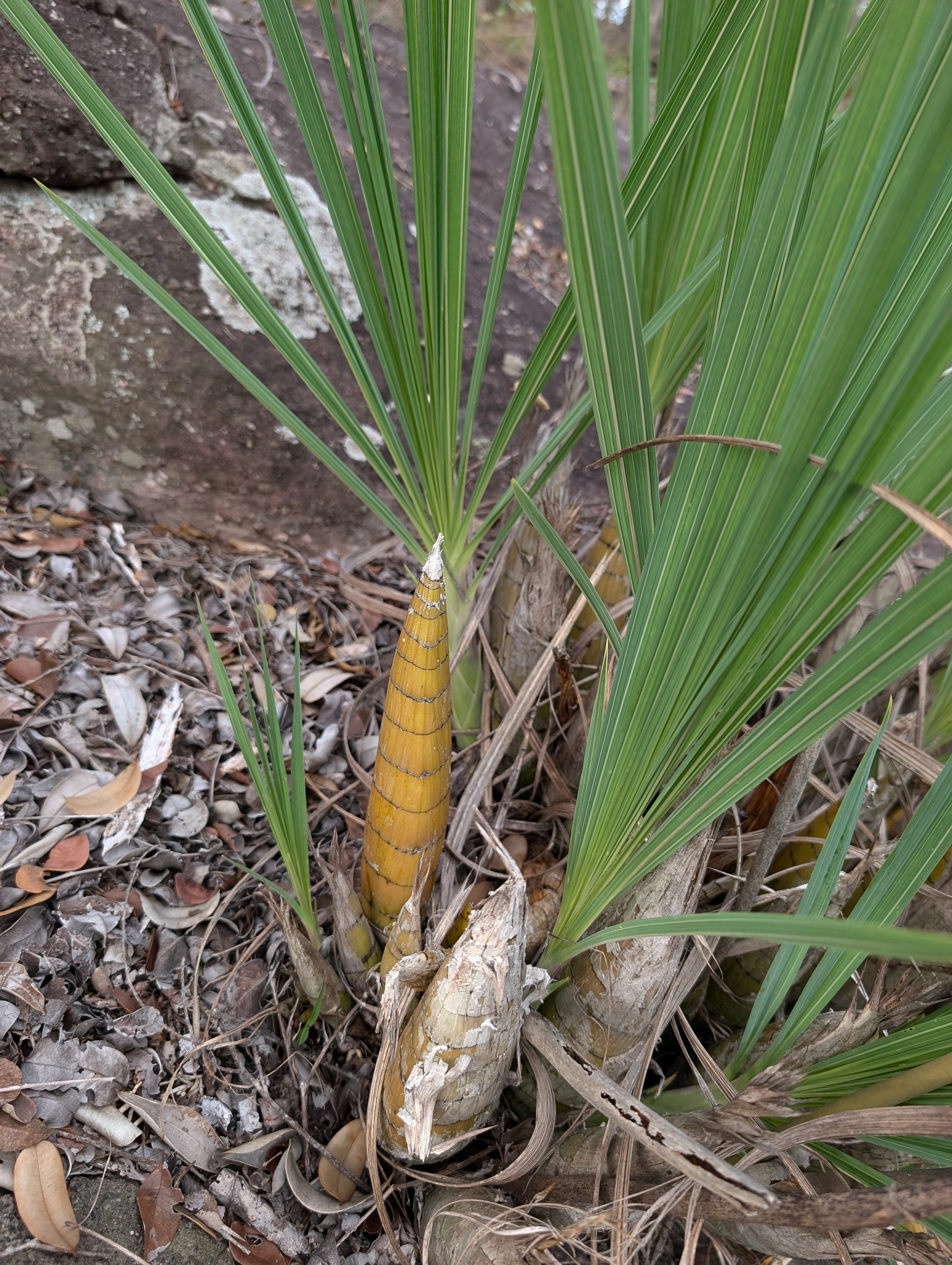 Cyrtopodium aliciae