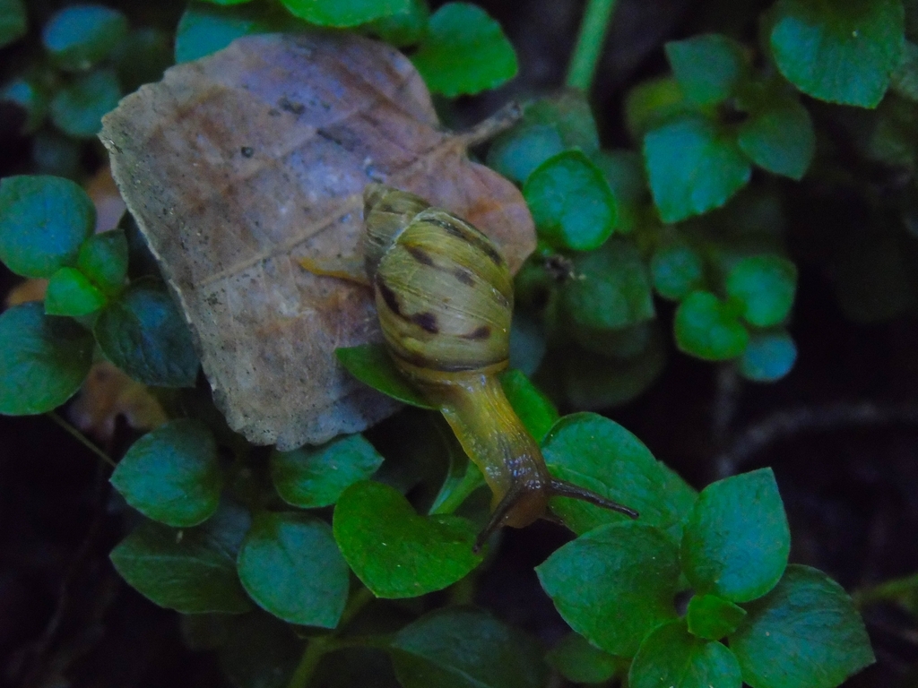 Plectostylus mariae