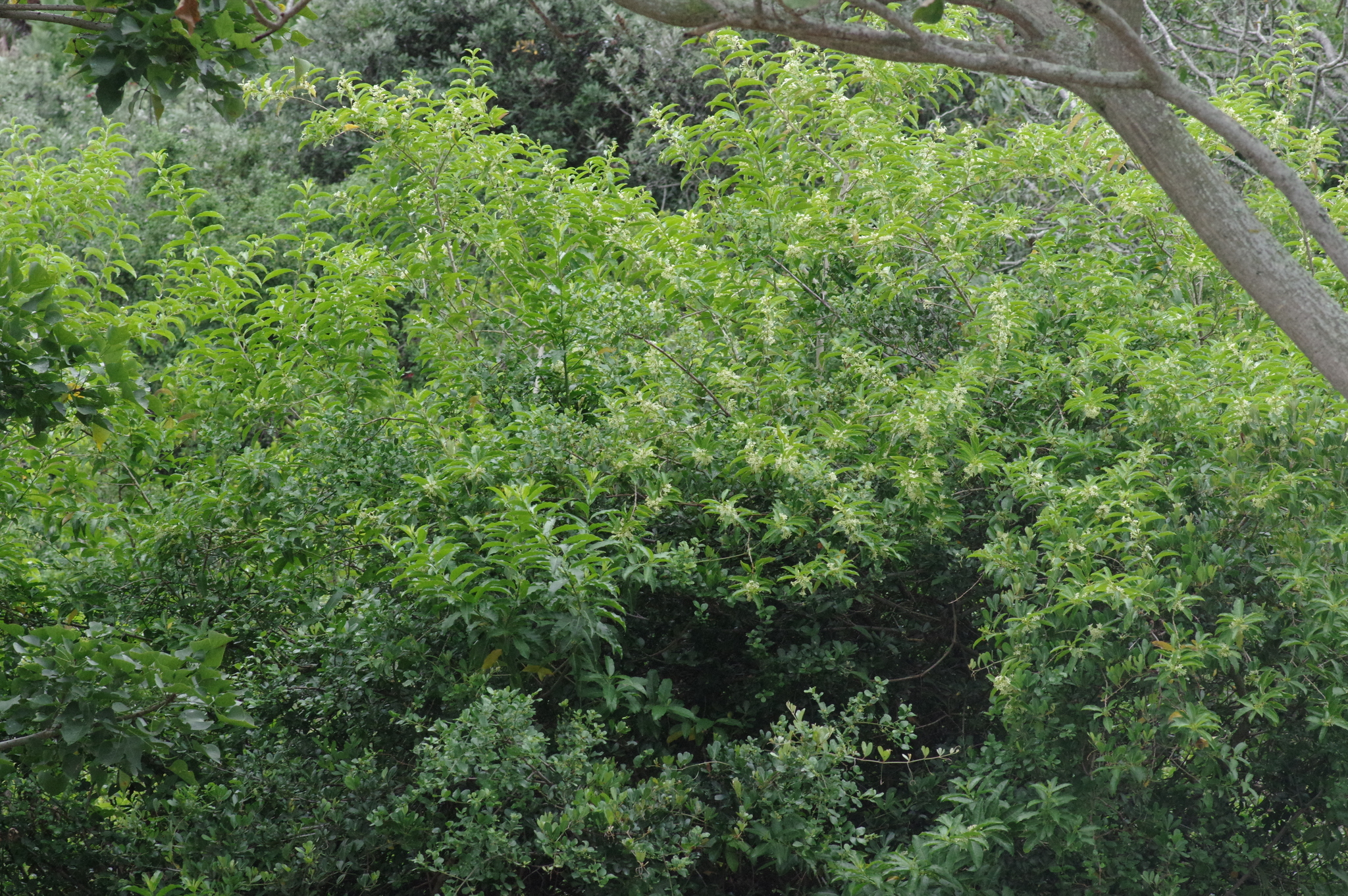 Imagem de Jasmim-do-pará
