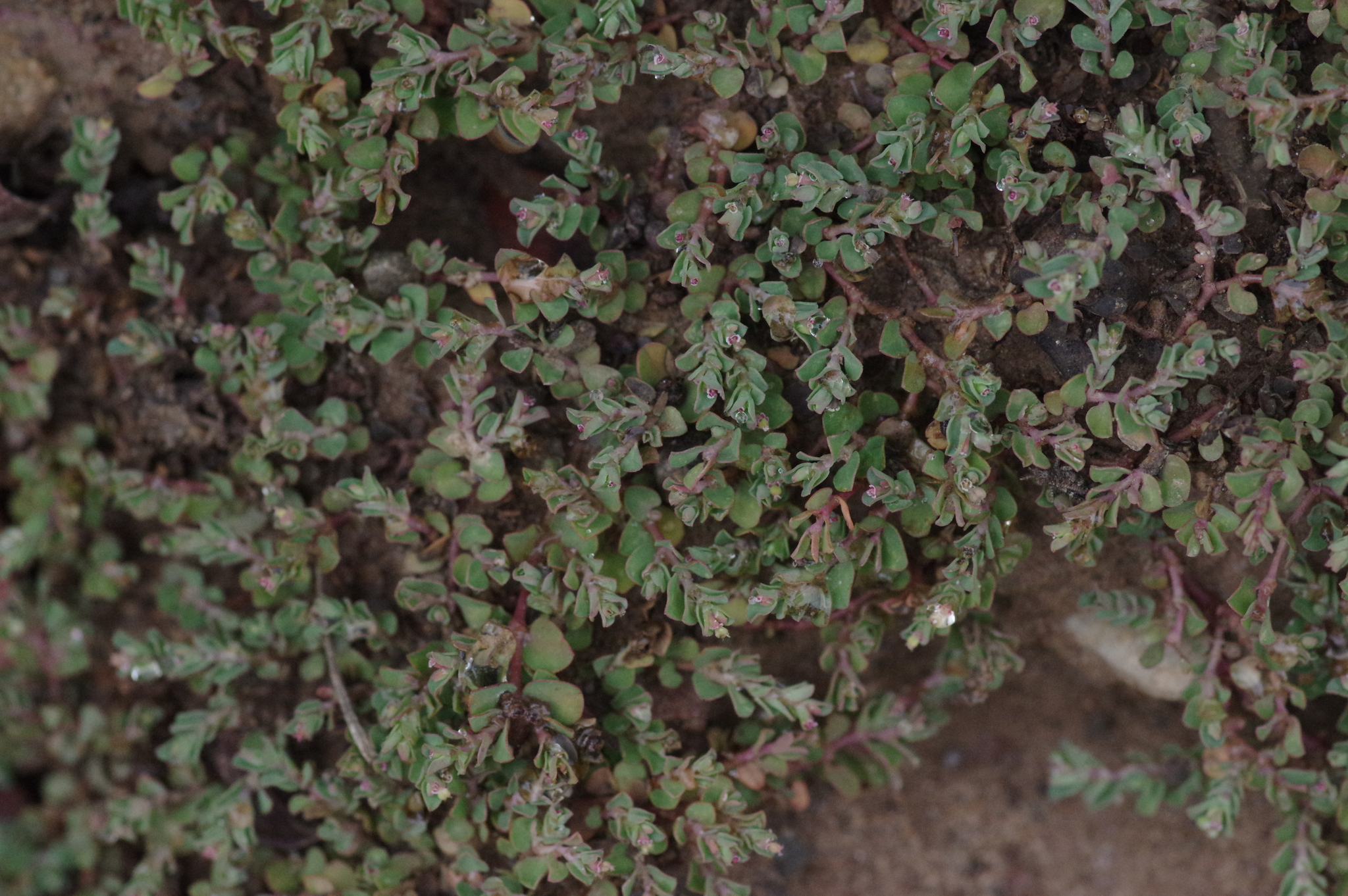 Imagem de Quebra-pedras, quebra-pedras-roxo, erva-pombinha, saxifraga, burra-leiteira, erva-de-santa-luzia, caá-cambui.