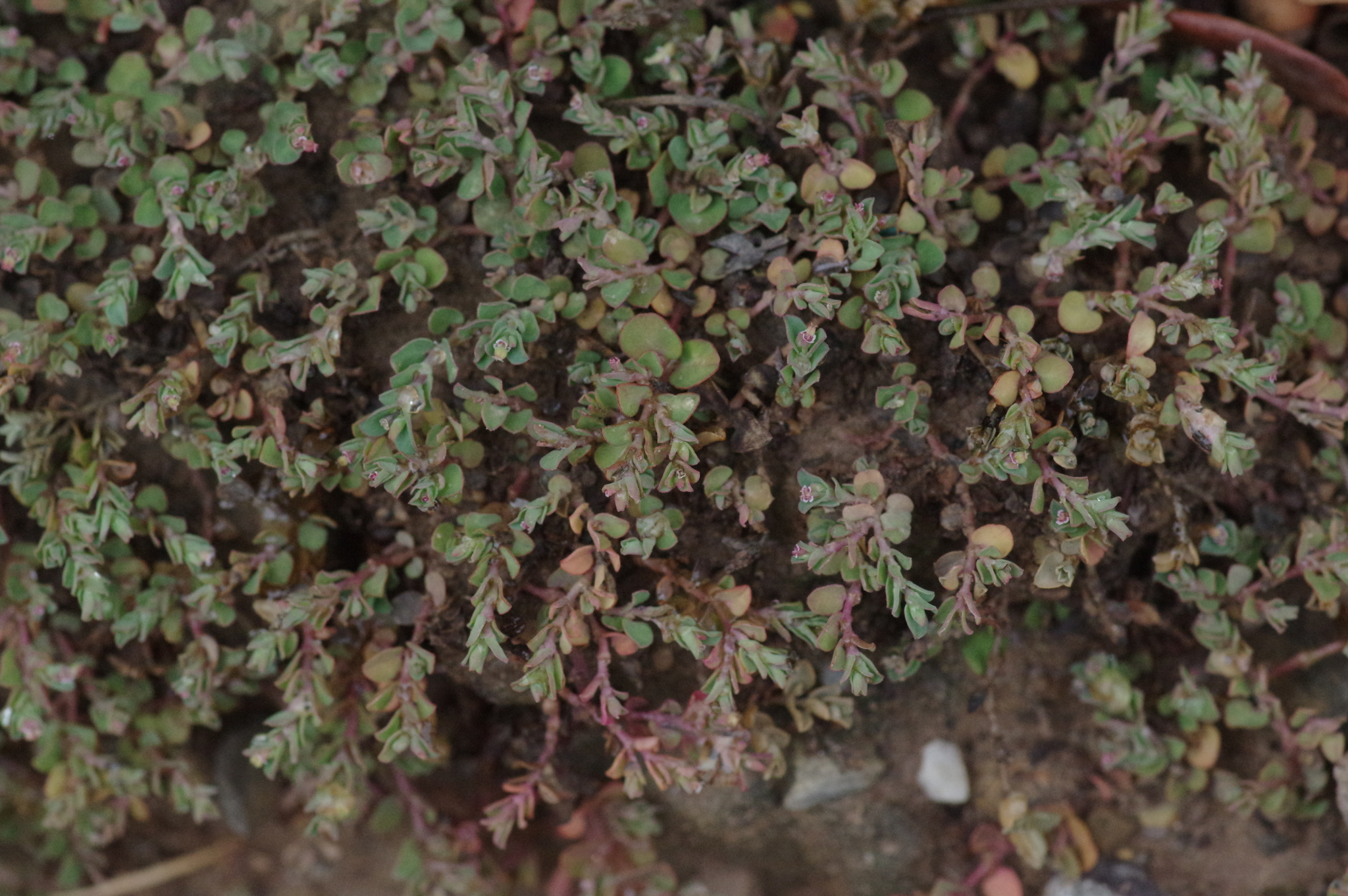 Imagem de Quebra-pedras, quebra-pedras-roxo, erva-pombinha, saxifraga, burra-leiteira, erva-de-santa-luzia, caá-cambui.