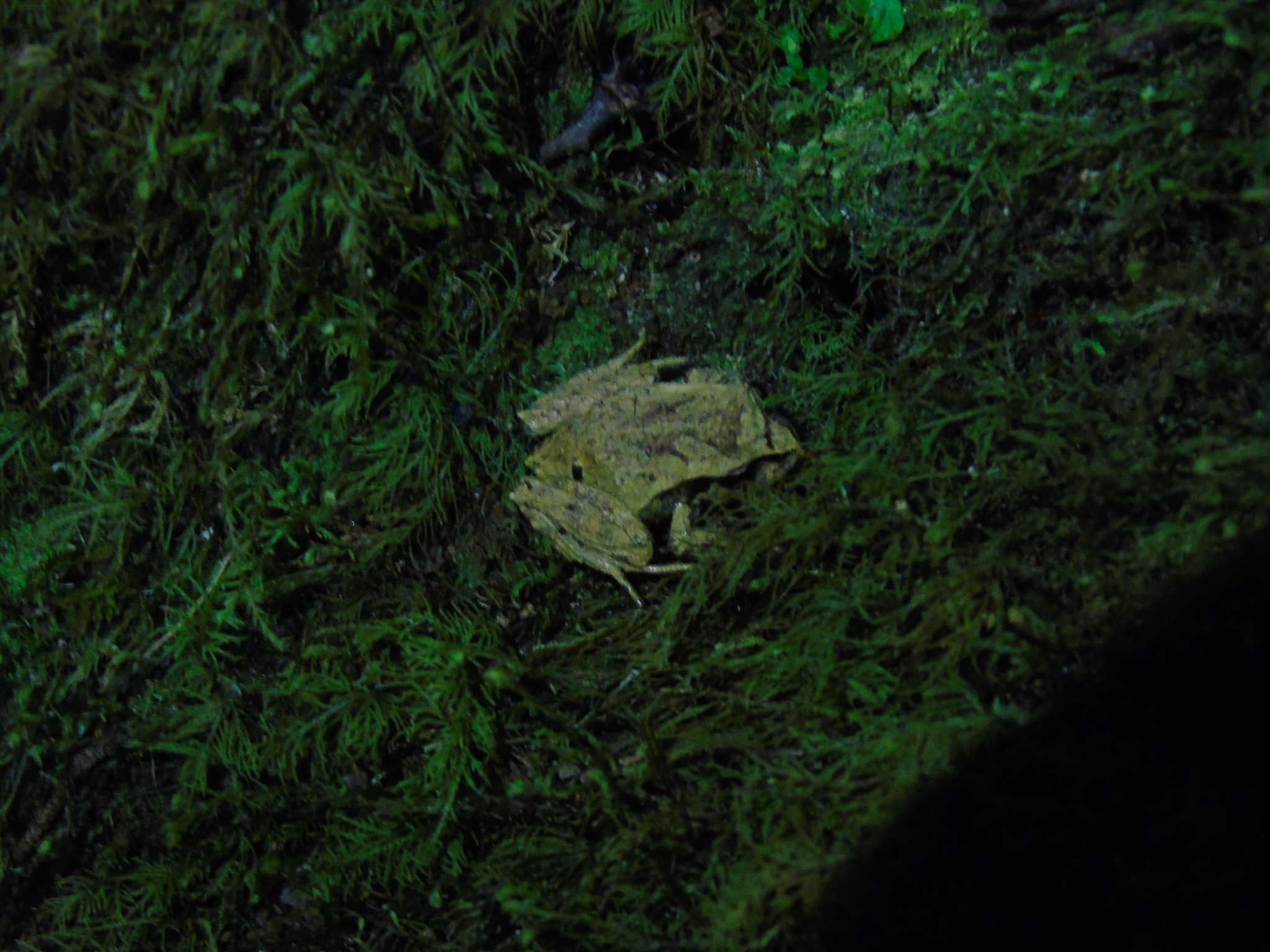 Eupsophus calcaratus (Günther, 1881)