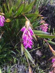 Elleanthus maculatus