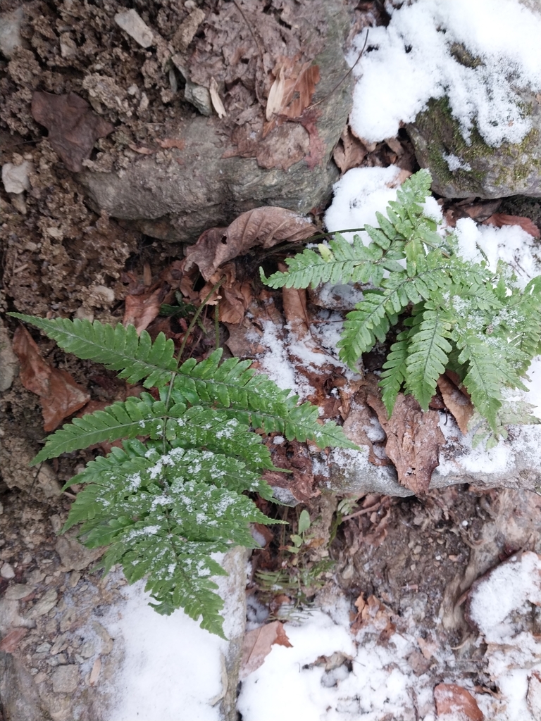 Dryopteris erythrosora, Holtwood, PA 17532, USA