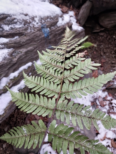 Dryopteris erythrosora