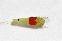 Eratoneura osborni