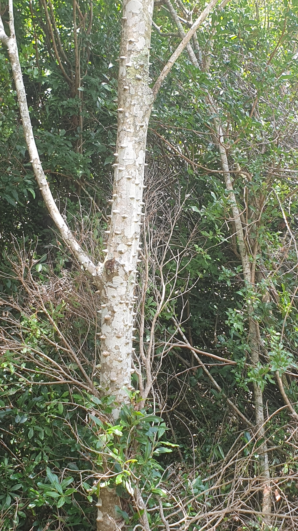 Imagem de Mamica-de-porca