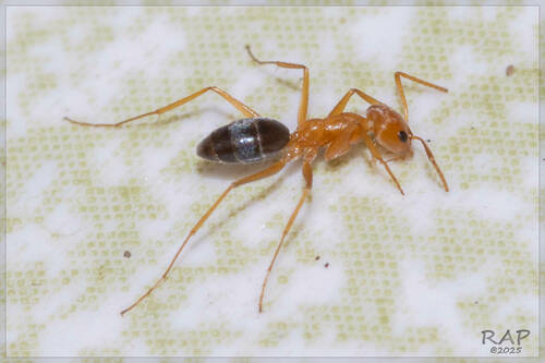 Forelius nigriventrisForelius nigriventris