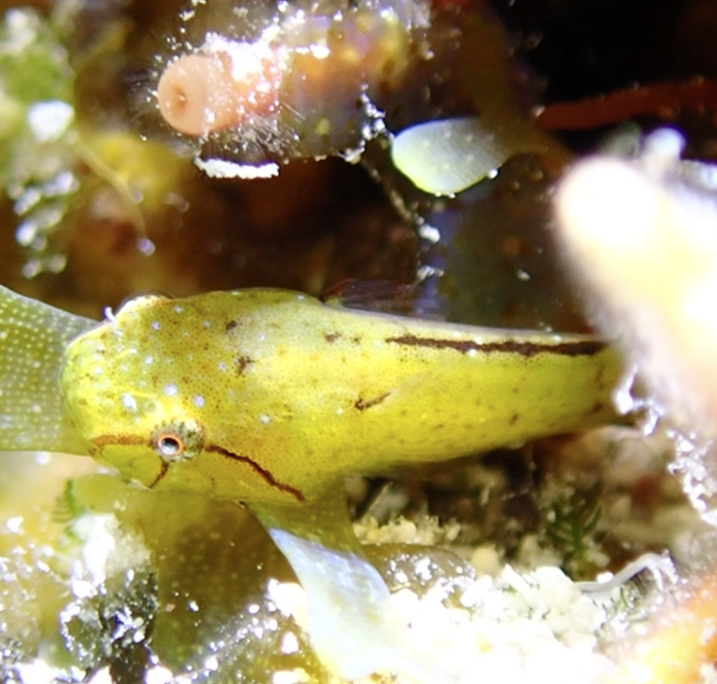 Emerald Clingfish