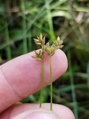Carex tenuiflora