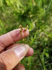 Carex tenuiflora