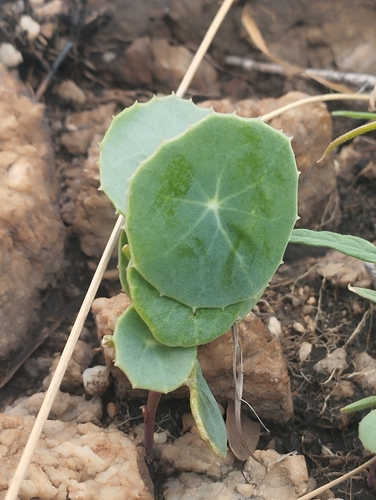 Foto de Peixinho-da-horta