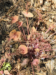 Claytonia rubra rubra